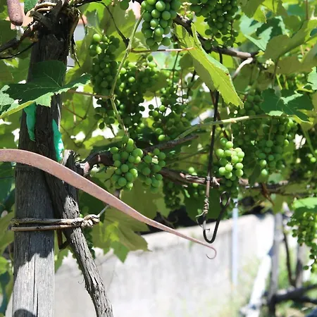 Bianco Latte Gragnano